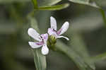 American waterwillow